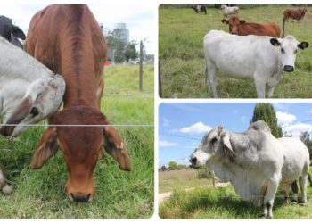 El segundo ciclo de vacunación contra fiebre aftosa de 2019 logró una cobertura de 97,2% de animales inmunizados
