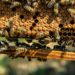 Ataque de abejas africanizadas en Girardot