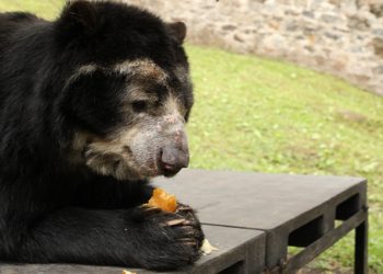 79 toneladas de alimentos para la fauna silvestre de bioparques y zoológicos de la región. 