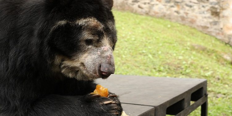 79 toneladas de alimentos para la fauna silvestre de bioparques y zoológicos de la región. 