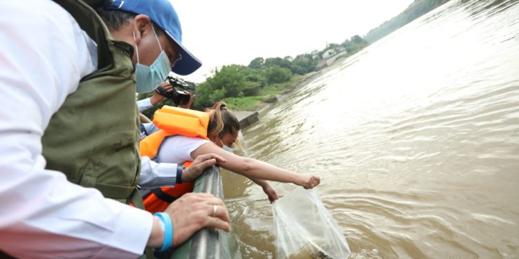 200 mil alevinos fueron liberados en el Río Magdalena para su repoblamiento .