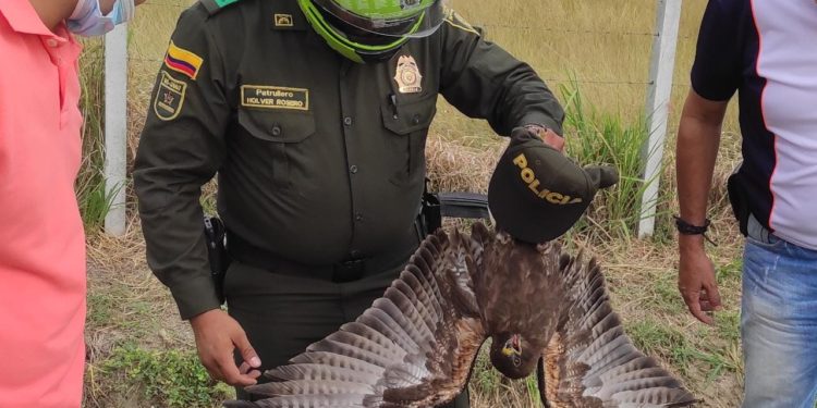 Las autoridades rescatan ave silvestre en la vía Nariño.