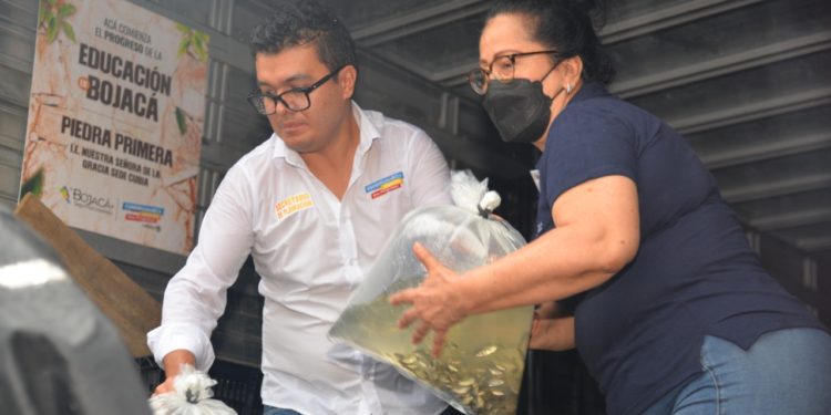 129 mil alevinos de bocachico, capaz, doncella y pataló,  fueron sembrados en el río Sumapaz.