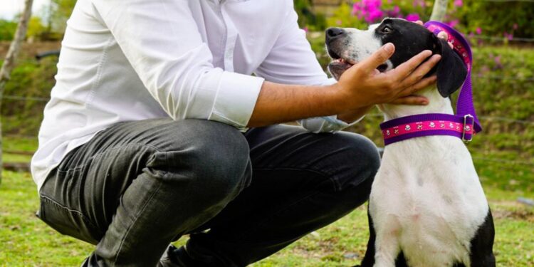 Gobernación del Tolima se la juega con el bienestar y la protección animal.