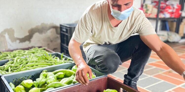 Más de 1.200 kilos de alimentos frescos llegan al PAE en Cundinamarca con productores locales al mando.
