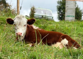 Menos vacas y más leche: Tausa transforma la producción láctea con innovación científica.