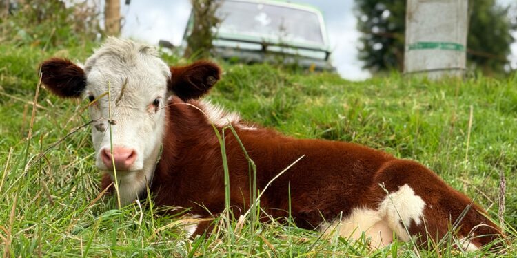 Menos vacas y más leche: Tausa transforma la producción láctea con innovación científica.