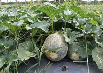 Comunidades rurales del municipio de Villarrica son beneficiadas con asistencia médica.