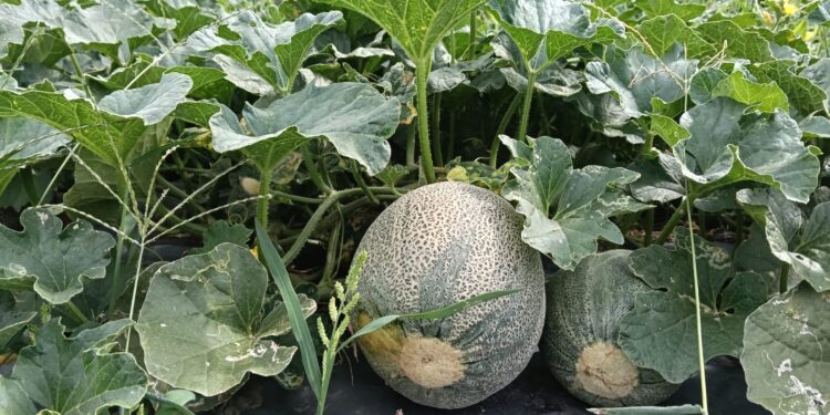 Comunidades rurales del municipio de Villarrica son beneficiadas con asistencia médica.