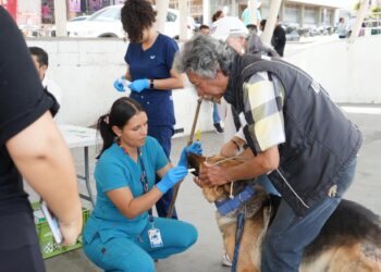 Gobernación de Cundinamarca despliega servicios veterinarios gratuitos en Arbeláez.