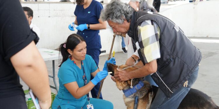 Gobernación de Cundinamarca despliega servicios veterinarios gratuitos en Arbeláez.