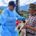 Cundinamarca realiza 200 atenciones veterinarias durante la emergencia en Guayabetal.
